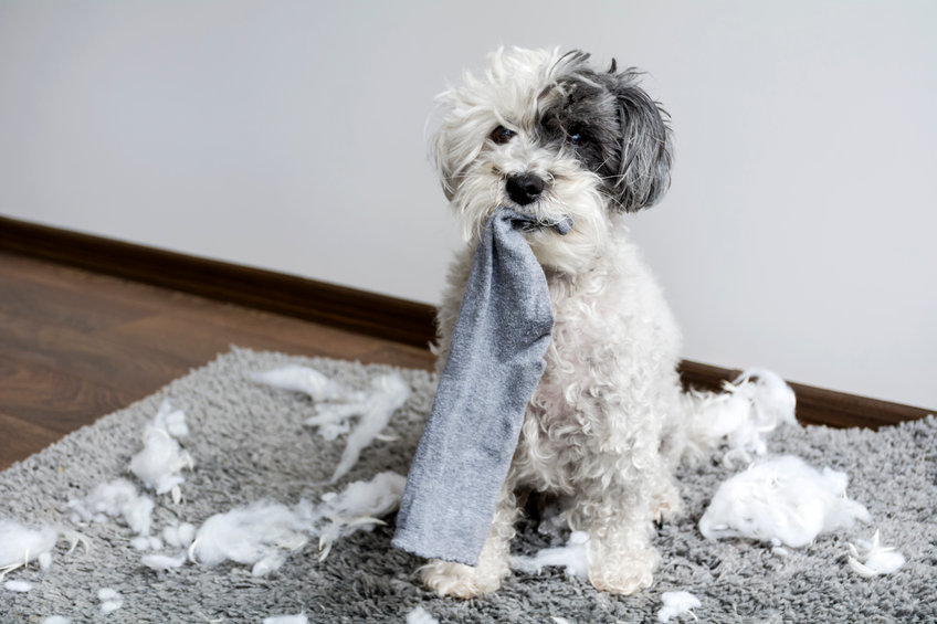 Naughty poodle dog with sock in the mouth made a mess at home